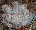 Mammillaria mazatlanensis 2017-09-29 5813
