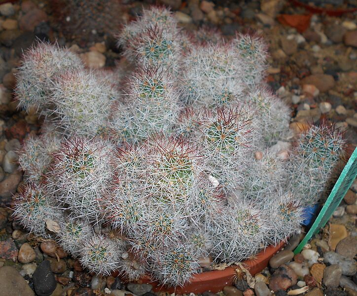 Mammillaria mazatlanensis 2017-09-29 5813