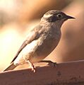 Melithreptus brevirostris