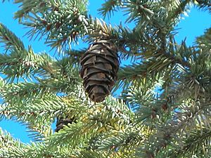 Archivo:Mexican Douglas fir (Pseudotsuga lindleyana) branch
