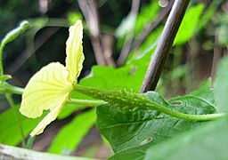 Momoedica charantia - Female flower