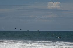 Monterrico 89.jpg