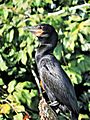 Neotropic cormorant (Chalalan)