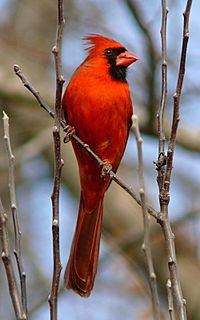 Archivo:Northern Cardinal Male-27527-3
