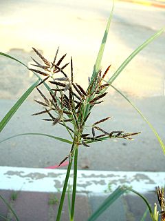 Archivo:Nutgrass Cyperus rotundus flower head