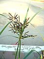 Nutgrass Cyperus rotundus flower head