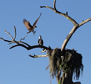 Archivo:Osprey landing in the nest at Camp Echockotee
