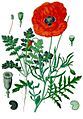 Papaver rhoeas - Köhler–s Medizinal-Pflanzen-101