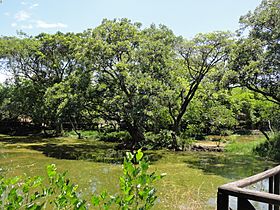 Archivo:Parque Ecológico Humedal El Samán, Parque de la Salud (3). Cartago, Valle, Colombia