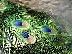 Archivo:Peacock feathers closeup