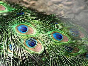 Archivo:Peacock feathers closeup