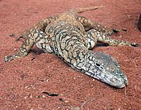 Archivo:Perentie Lizard Perth Zoo SMC Spet 2005