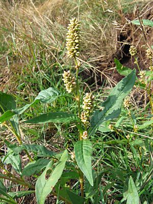 Archivo:Persicaria lapathifolia