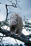 Prehensile-tailed porcupine standing in tree - DPLA - 2b17b9d581d2b59fea5e593453272b66.jpg