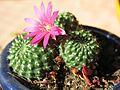 Rebutia pink flower D1705