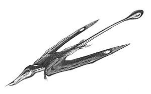 Archivo:Rhamphorynchus gemmingi jconway