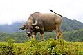 Sapa-buffalo