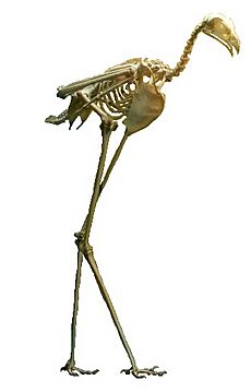 Archivo:Secretary bird skeleton
