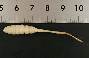 Archivo:Stachys floridana root