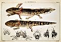 Study of Axolotl by Velasco 1879
