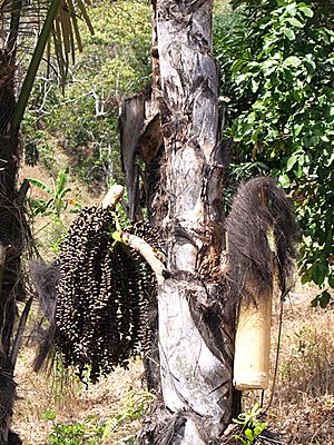 Archivo:Timor palm wine