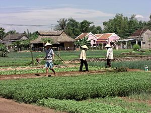 Archivo:Travaux des champs Vietnam