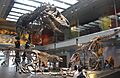 Tyrannosaurus Growth Series LACM