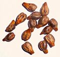 V. vit.-seeds-rg-1