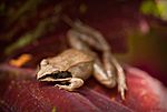 Archivo:Wood Frog