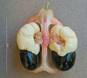 Archivo:2013.11-411-169 Akee,fruit(part),seed&aril(i-s) Bobo-Dioulasso,BF thu14nov2013-0953h