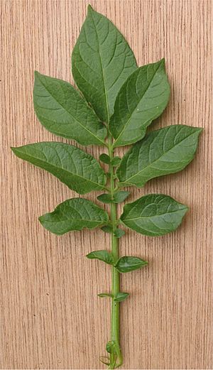 Archivo:Aardappel blad Solanum tuberosum