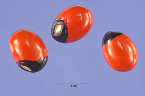 Archivo:Abrus precatorius seeds