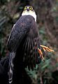 Accipiter ventralis 2
