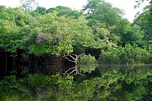 Archivo:Amazonie