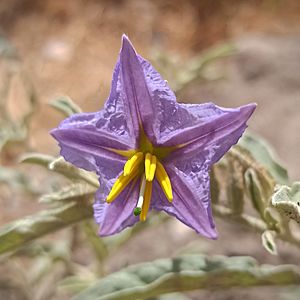Archivo:Androceo y gineceo de Solanum elaeagnifolium