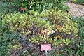 Arctostaphylos densiflora - Regional Parks Botanic Garden, Berkeley, CA - DSC04346