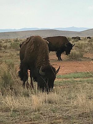 Archivo:Bisontes en el rancho el uno en Janos