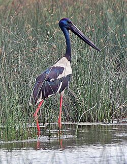 Archivo:Black-necked Stork (Ephippiorhynchus asiaticus) near Hodal I Picture 2021