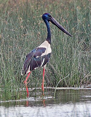 Archivo:Black-necked Stork (Ephippiorhynchus asiaticus) near Hodal I Picture 2021