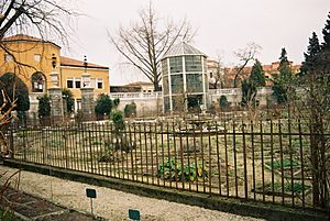 Archivo:Botanical Garden (Orto Botanico), Padua-112029