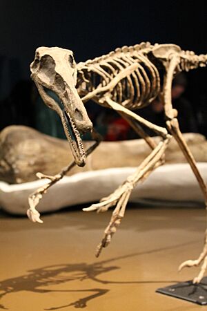 Archivo:Buitreraptor