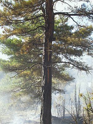 Archivo:Caída de rayo en tronco provoca incendio forestal