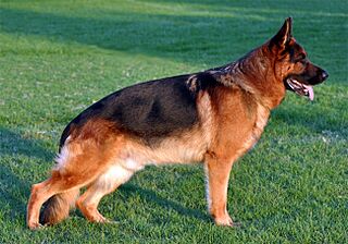 Cane da pastore tedesco adulto.jpg