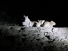 CapybaraNoche
