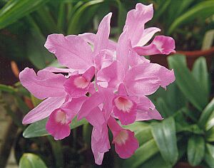 Archivo:Cattleya skinneri0