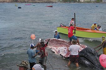 Archivo:Caza de ballenas en Bequia (San Vicente y las Granadinas)