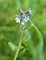 Changing Forget-me-not 600