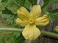 Citrullus lanatus flower