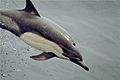 Common dolphin