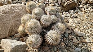 Archivo:Copiapoa cinerea 44
